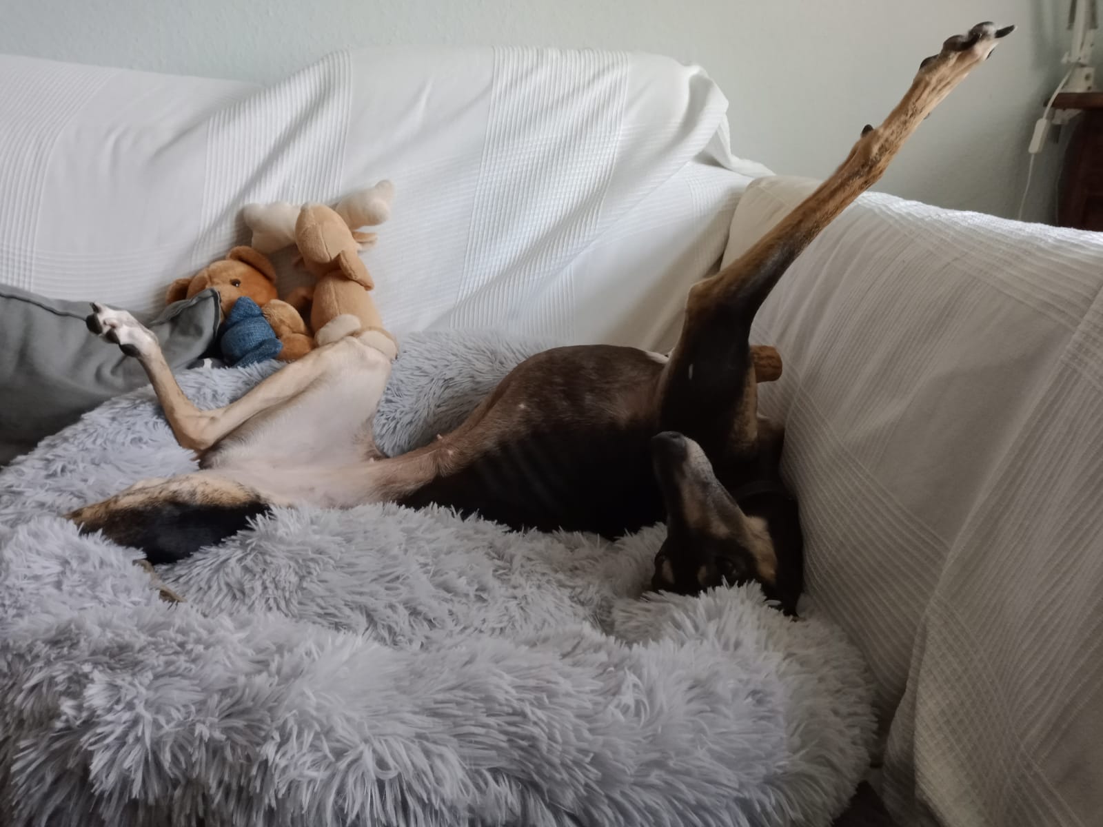 Maja hat ihr neues Zuhause gefunden